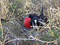 Frigget Bird with red pouch for the female. Galapaous